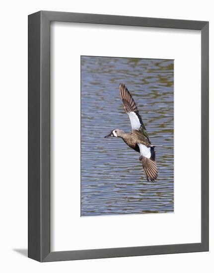 Blue-Winged Teal Drake in Flight-Hal Beral-Framed Photographic Print