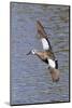 Blue-Winged Teal Drake in Flight-Hal Beral-Mounted Photographic Print