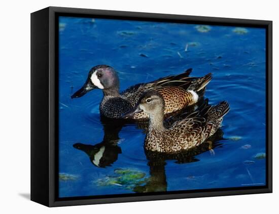 Blue-Winged Teals, Sanibel Island, Ding Darling National Wildlife Refuge, Florida, USA-Charles Sleicher-Framed Premier Image Canvas