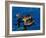 Blue-Winged Teals, Sanibel Island, Ding Darling National Wildlife Refuge, Florida, USA-Charles Sleicher-Framed Photographic Print