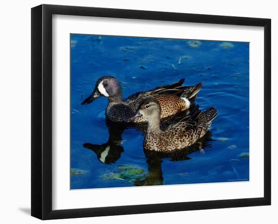 Blue-Winged Teals, Sanibel Island, Ding Darling National Wildlife Refuge, Florida, USA-Charles Sleicher-Framed Photographic Print
