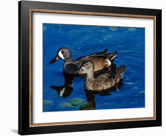 Blue-Winged Teals, Sanibel Island, Ding Darling National Wildlife Refuge, Florida, USA-Charles Sleicher-Framed Photographic Print