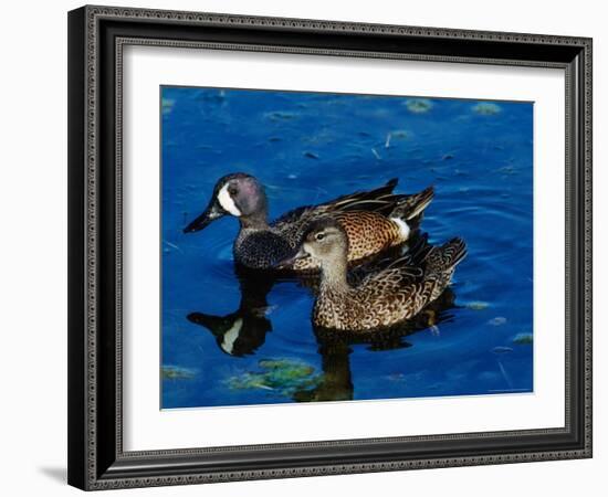 Blue-Winged Teals, Sanibel Island, Ding Darling National Wildlife Refuge, Florida, USA-Charles Sleicher-Framed Photographic Print