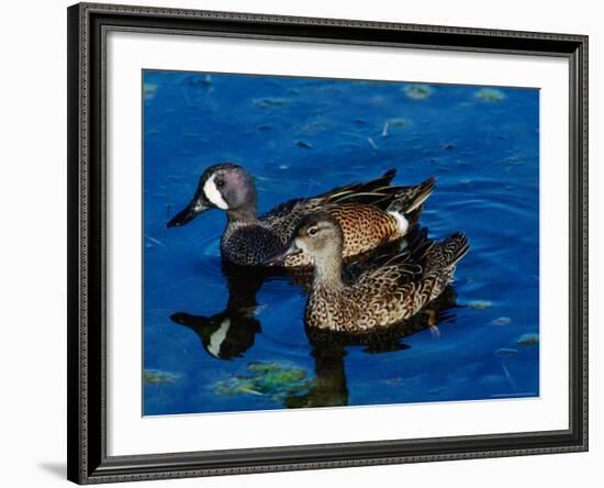 Blue-Winged Teals, Sanibel Island, Ding Darling National Wildlife Refuge, Florida, USA-Charles Sleicher-Framed Photographic Print