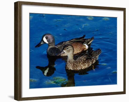 Blue-Winged Teals, Sanibel Island, Ding Darling National Wildlife Refuge, Florida, USA-Charles Sleicher-Framed Photographic Print