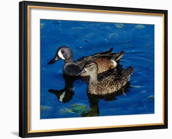 Blue-Winged Teals, Sanibel Island, Ding Darling National Wildlife Refuge, Florida, USA-Charles Sleicher-Framed Photographic Print