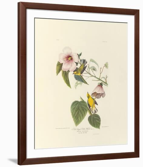 Blue Winged Yellow Warbler-John James Audubon-Framed Premium Giclee Print