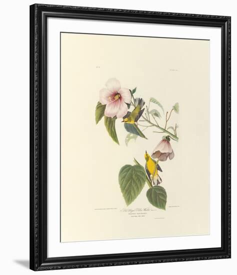 Blue Winged Yellow Warbler-John James Audubon-Framed Premium Giclee Print