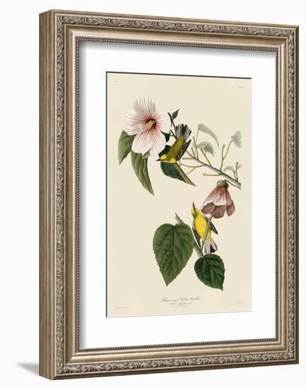 Blue-Winged Yellow Warbler-John James Audubon-Framed Art Print