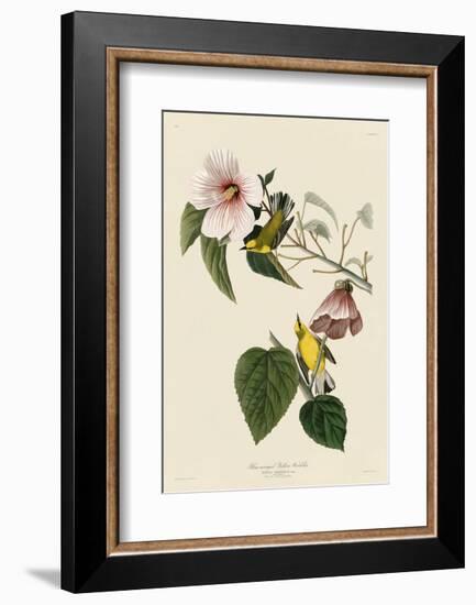 Blue-Winged Yellow Warbler-John James Audubon-Framed Art Print