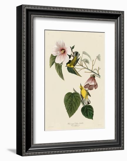 Blue-Winged Yellow Warbler-John James Audubon-Framed Art Print