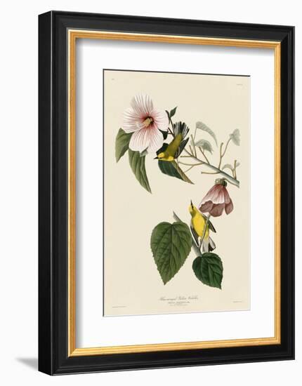 Blue-Winged Yellow Warbler-John James Audubon-Framed Art Print