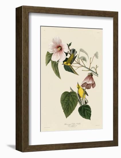 Blue-Winged Yellow Warbler-John James Audubon-Framed Art Print