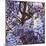 Blue Wisteria, 2012, (Oil on Canvas)-Helen White-Mounted Giclee Print
