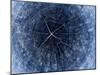 Blue X-Ray Image of a Tree Trunk with Large Rings and Texture. Cross Section of Old Piece of Wood W-captureandcompose-Mounted Photographic Print