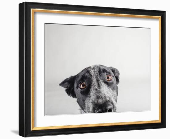 Blue Zuck-Susan Sabo-Framed Photographic Print