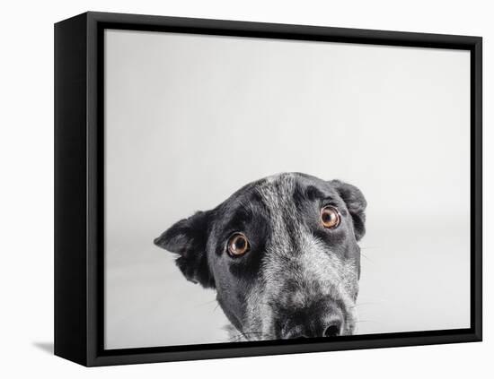 Blue Zuck-Susan Sabo-Framed Premier Image Canvas