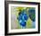 Blue-null-Framed Art Print