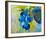 Blue-null-Framed Art Print