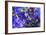 Blue-Tom Kelly-Framed Giclee Print