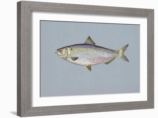 Blueback Herring-null-Framed Giclee Print