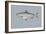 Blueback Herring-null-Framed Giclee Print