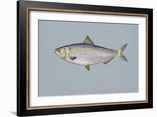 Blueback Herring-null-Framed Giclee Print