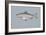 Blueback Herring-null-Framed Giclee Print