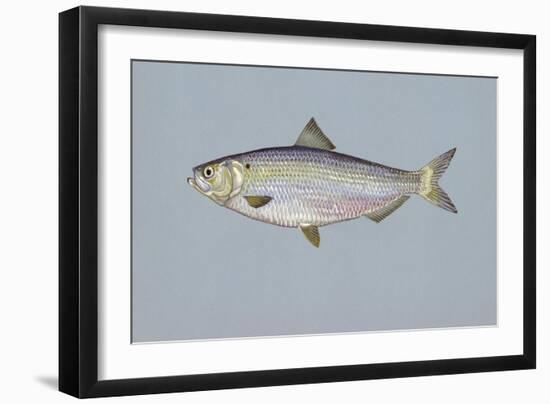 Blueback Herring-null-Framed Giclee Print