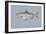 Blueback Herring-null-Framed Giclee Print