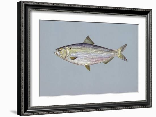 Blueback Herring-null-Framed Giclee Print