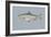 Blueback Herring-null-Framed Giclee Print