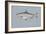 Blueback Herring-null-Framed Giclee Print