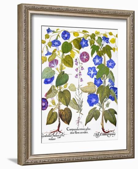 Bluebell And Morning Glory-Besler Basilius-Framed Giclee Print