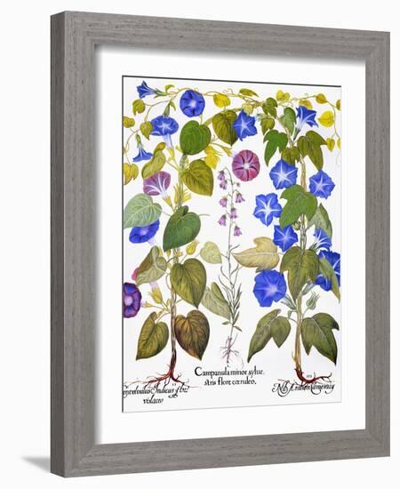 Bluebell And Morning Glory-Besler Basilius-Framed Giclee Print