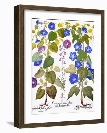 Bluebell And Morning Glory-Besler Basilius-Framed Giclee Print