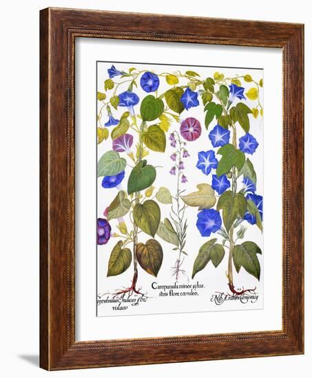 Bluebell And Morning Glory-Besler Basilius-Framed Giclee Print