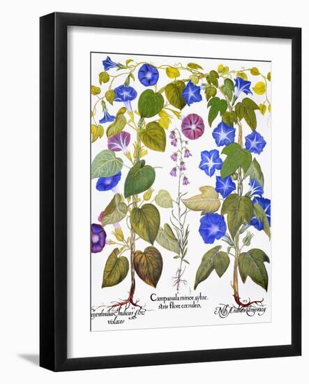 Bluebell And Morning Glory-Besler Basilius-Framed Giclee Print