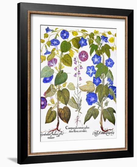 Bluebell And Morning Glory-Besler Basilius-Framed Giclee Print