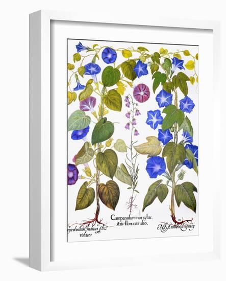 Bluebell And Morning Glory-Besler Basilius-Framed Giclee Print