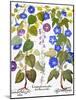 Bluebell And Morning Glory-Besler Basilius-Mounted Giclee Print