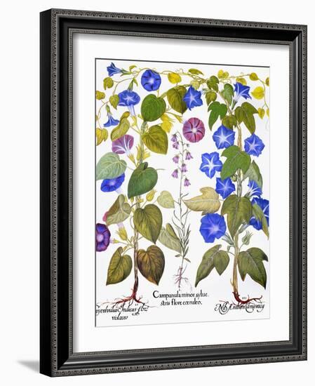 Bluebell And Morning Glory-Besler Basilius-Framed Giclee Print