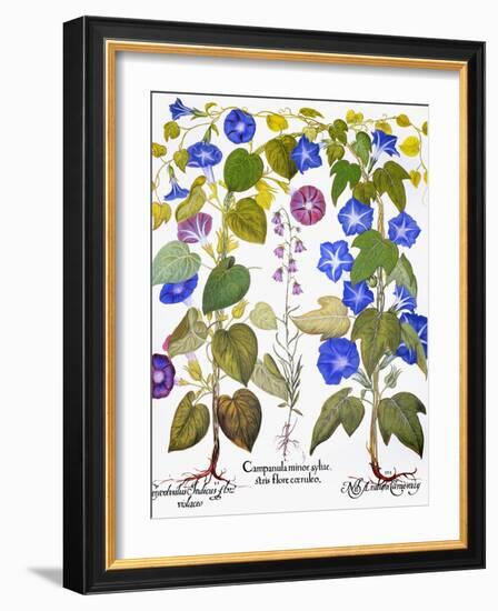 Bluebell And Morning Glory-Besler Basilius-Framed Giclee Print