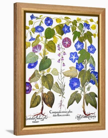 Bluebell And Morning Glory-Besler Basilius-Framed Premier Image Canvas