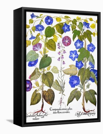 Bluebell And Morning Glory-Besler Basilius-Framed Premier Image Canvas