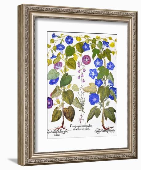 Bluebell And Morning Glory-Besler Basilius-Framed Giclee Print