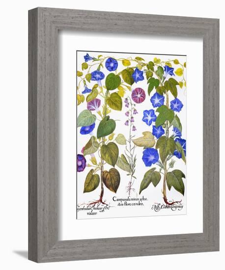 Bluebell And Morning Glory-Besler Basilius-Framed Giclee Print