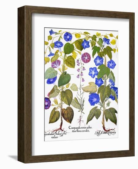 Bluebell And Morning Glory-Besler Basilius-Framed Giclee Print