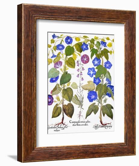 Bluebell And Morning Glory-Besler Basilius-Framed Giclee Print