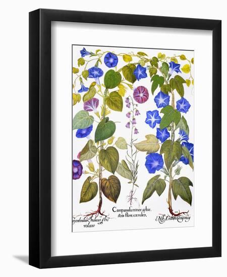 Bluebell And Morning Glory-Besler Basilius-Framed Giclee Print